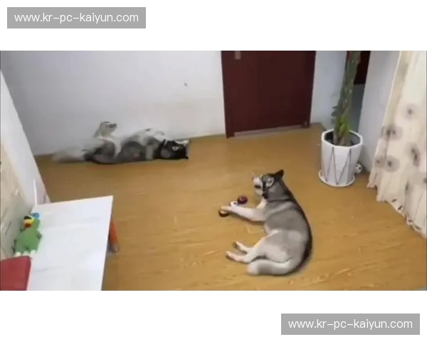 齐鲁铁军撞上闽南灵猫：这不仅是一场排球赛，更是两种灵魂的终极碰撞